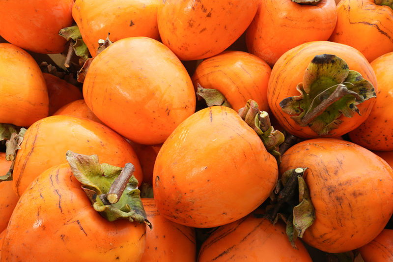 干し柿になる前の柿