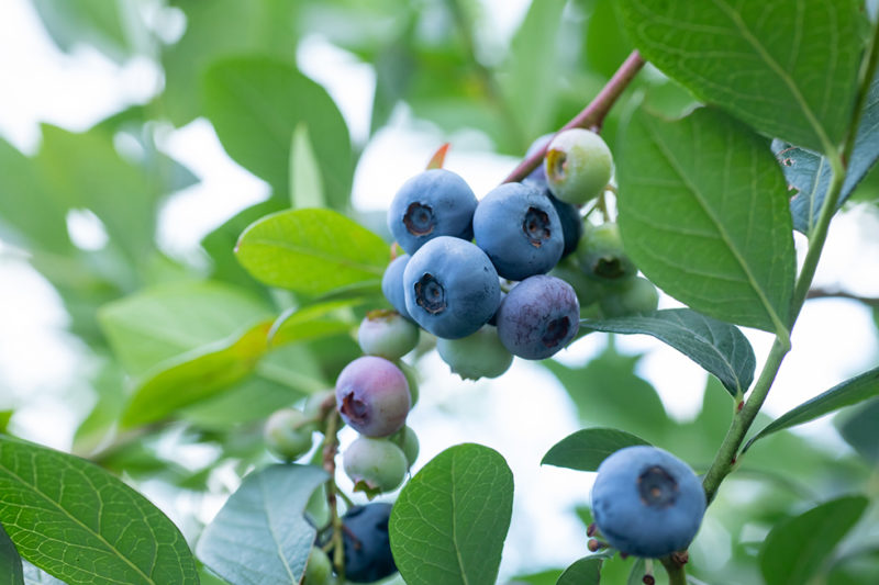 収穫前のブルーベリーの実