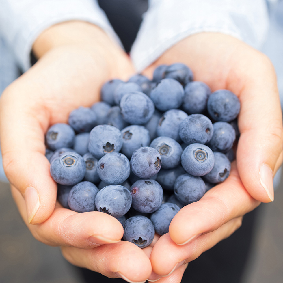両手の中のブルーベリー