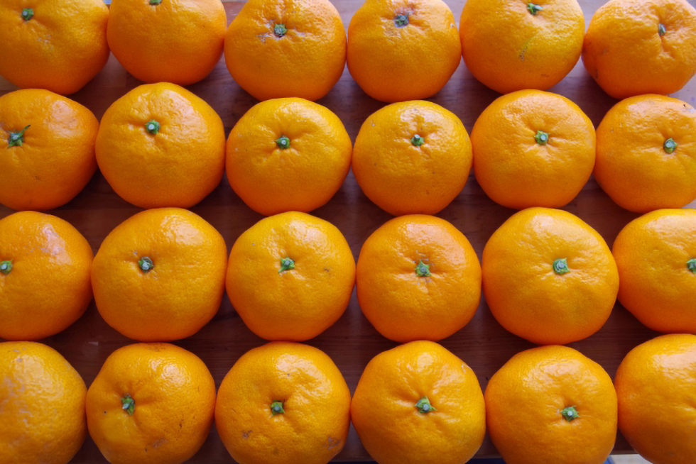 並んでいるみかん