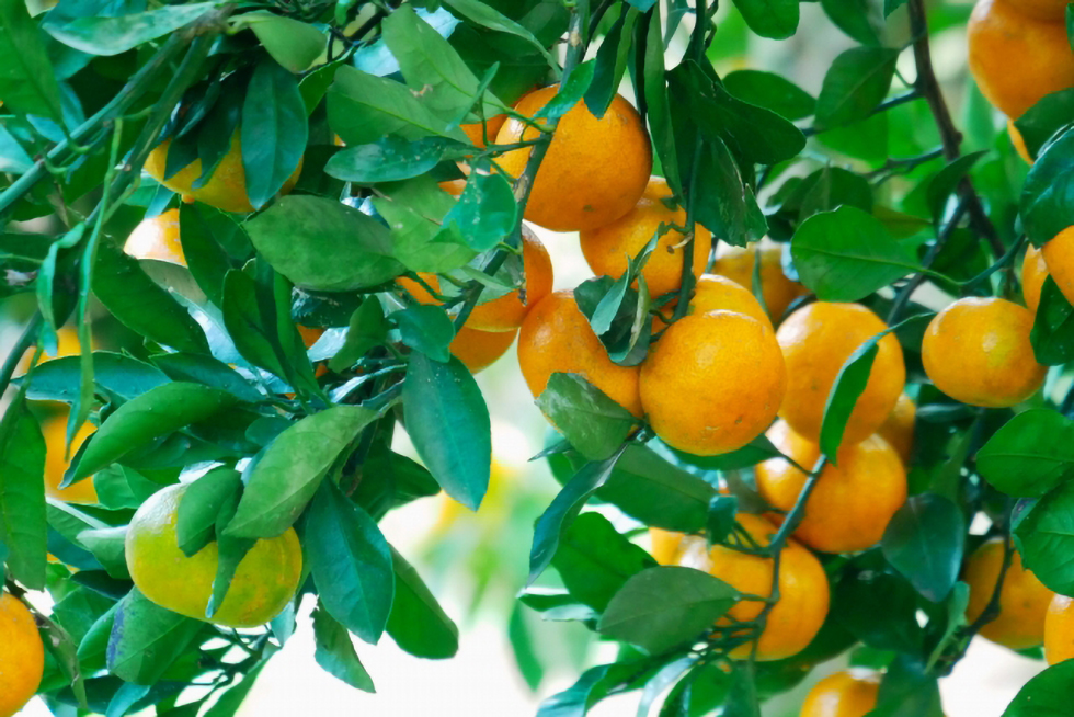 畑の収穫前みかん
