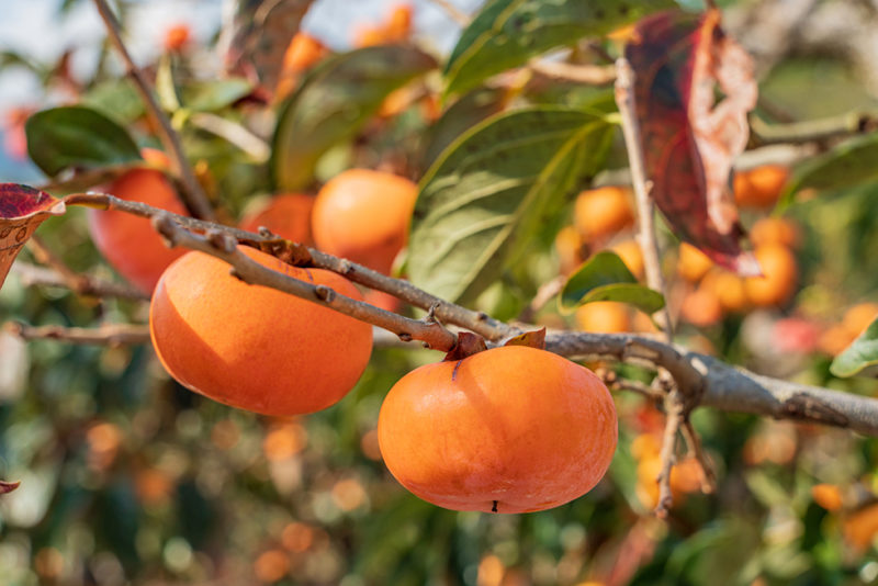 木に実のっている柿