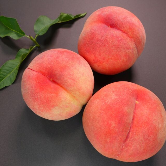 【今が旬！　夏のフルーツ一挙ご紹介！！】
※300円割引クーポンあり

皆様こんにちは。
いつも果実園をご贔屓下さりありがとうございます。
毎日暑い日が続いていますと、あまり食欲のない日もあるかと思いますが、そんな時でもフルーツは大丈夫という方も多いのではないでしょうか？
そんな方もそうではない方もぜひ今ご賞味いただきたい果実園厳選のフルーツをオンラインショップにご用意させていただきました。
主なラインナップは、

１，山梨県産かのいわ桃
２，長野県産ナガノパープル（ぶどう）
３，岡山県産瀬戸ジャイアンツ（ぶどう）
４，ジャクソンフルーツ（グレープフルーツの突然変異の商品）
５，北海道産富良野メロン【キスミー】

でございます。

【オンラインショップURL】
https://kajitsuen.shop/ 
そして皆様にはささやかですが300円OFFクーポンをご用意させていただきました。
購入の際は、購入決済画面に出てくる『ショップクーポン入力』欄に、以下のクーポンコードの入力をお忘れなく！！！
【クーポンコード】
2022kajitsuen

ぜひご賞味くださいませ。⁡
⁡⁡
⁡⁡
#果実園 #果実園リーベル #リーベル #フルーツパーラー #フルーツ #くだもの #桃 #ぶどう⁡ #ナガノパープル #瀬戸ジャイアンツ #ジャクソンフルーツ #富良野メロン